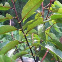 Donella lanceolata (Blume) Aubrév.